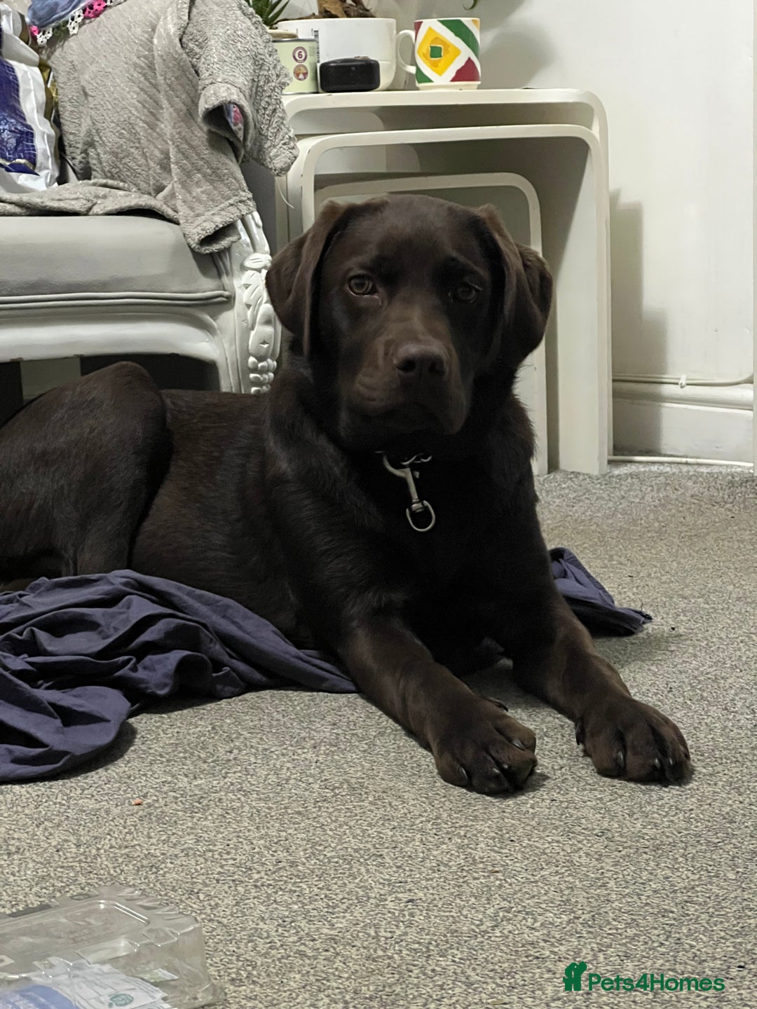 Labrador Retriever dogs for sale: Pet for sale  - Image 4