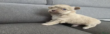 Chihuahua Puppy 2