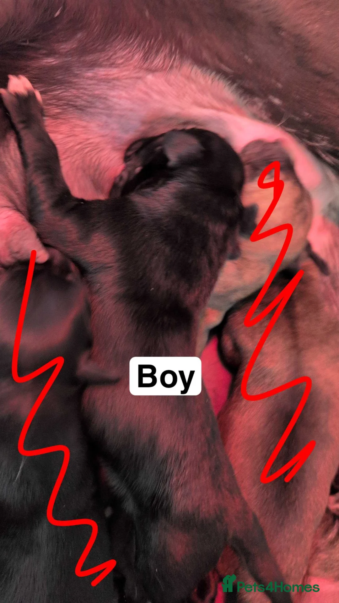 Greyhound dogs for sale: Greyhound puppies  in Middlesbrough - Advert 9