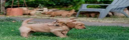 Golden Retriever dogs for sale: READY GOLDEN RETREVER KC PUPPIES - Advert 8