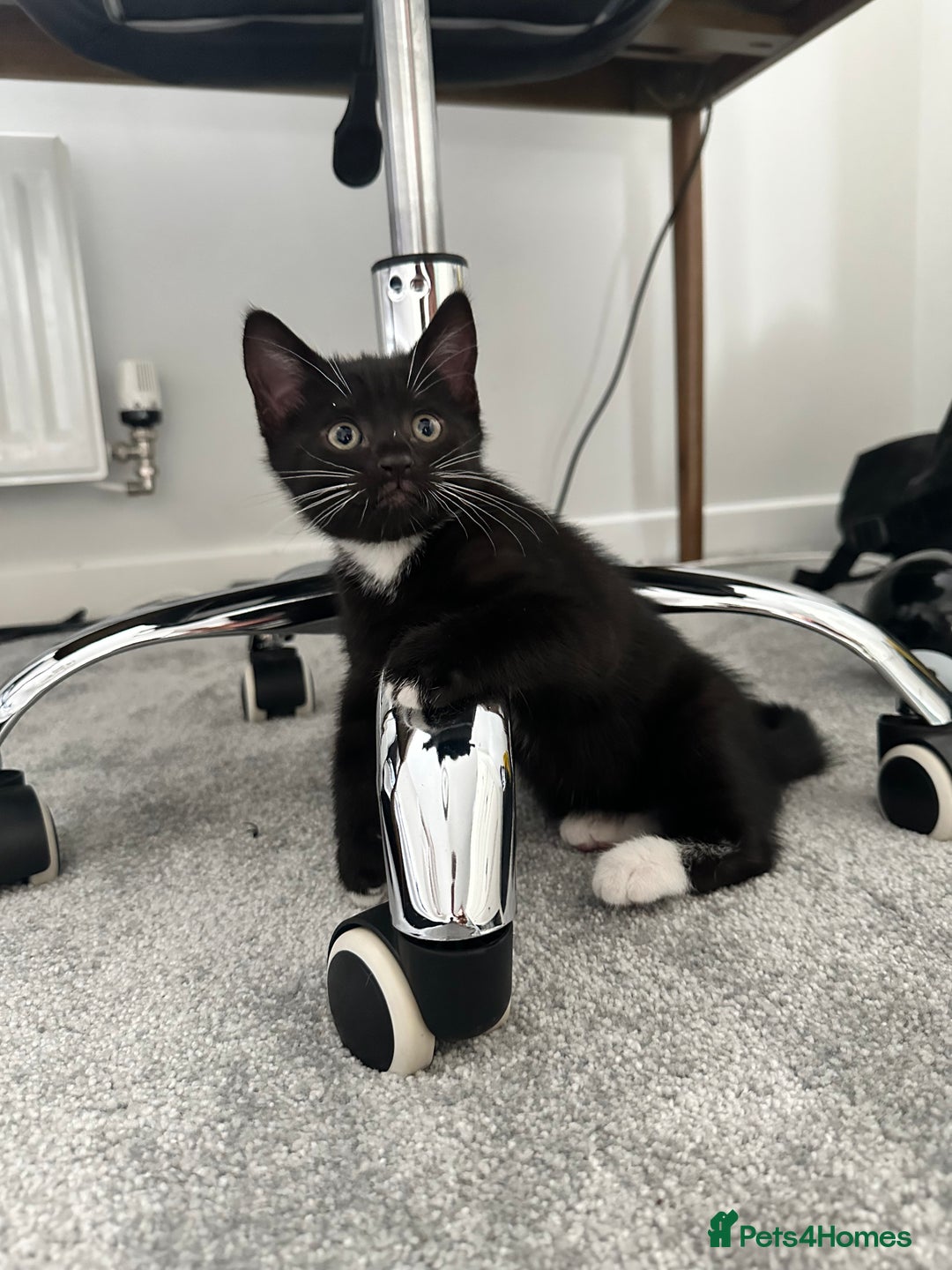 Mixed Breed cats for sale: 🐾 Cute Mixed British Shorthair🐾  - Image 10