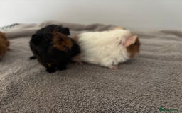 Guinea Pig rodents for sale: Baby guinea pigs for sale male and female ready  - Image 5