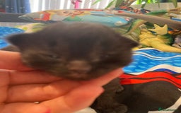 Ragcoon cats for sale: Ragdoll/ mainecoon - Image 4