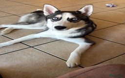 Siberian Husky dogs for sale: Her name is star  - Image 1