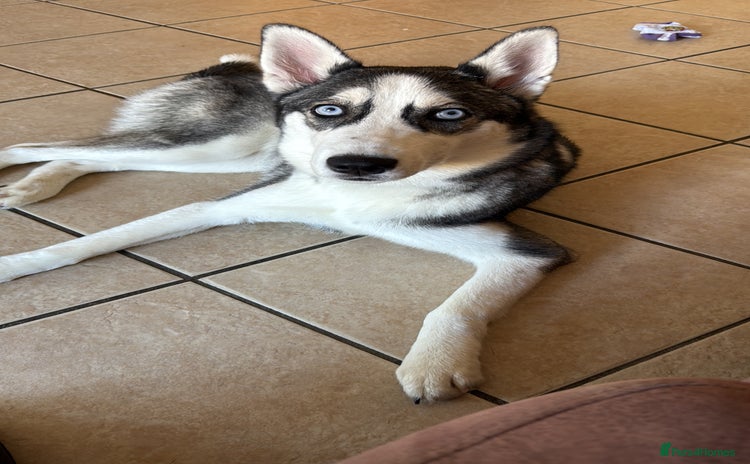 Siberian Husky dogs for sale - Advert 1