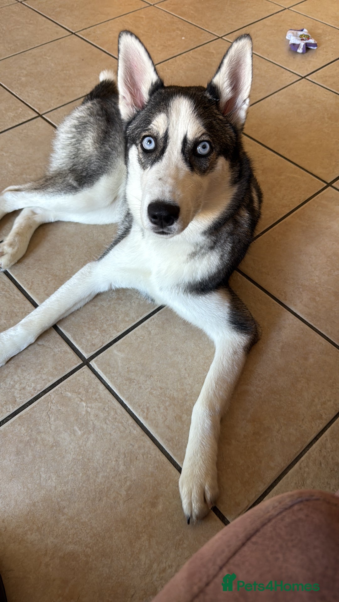 Siberian Husky dogs for sale: Her name is star  - Image 1