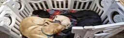 Labrador Retriever dogs for sale: Labrador Retriever Puppies - Advert 12