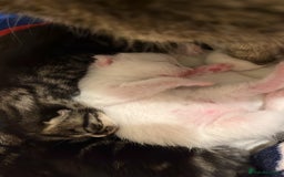 British Shorthair cats for sale: Kittens for sale - Image 18