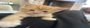 Domestic Shorthair 1