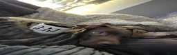 Mixed Breed dogs for sale: Beautiful boy in London - Advert 1
