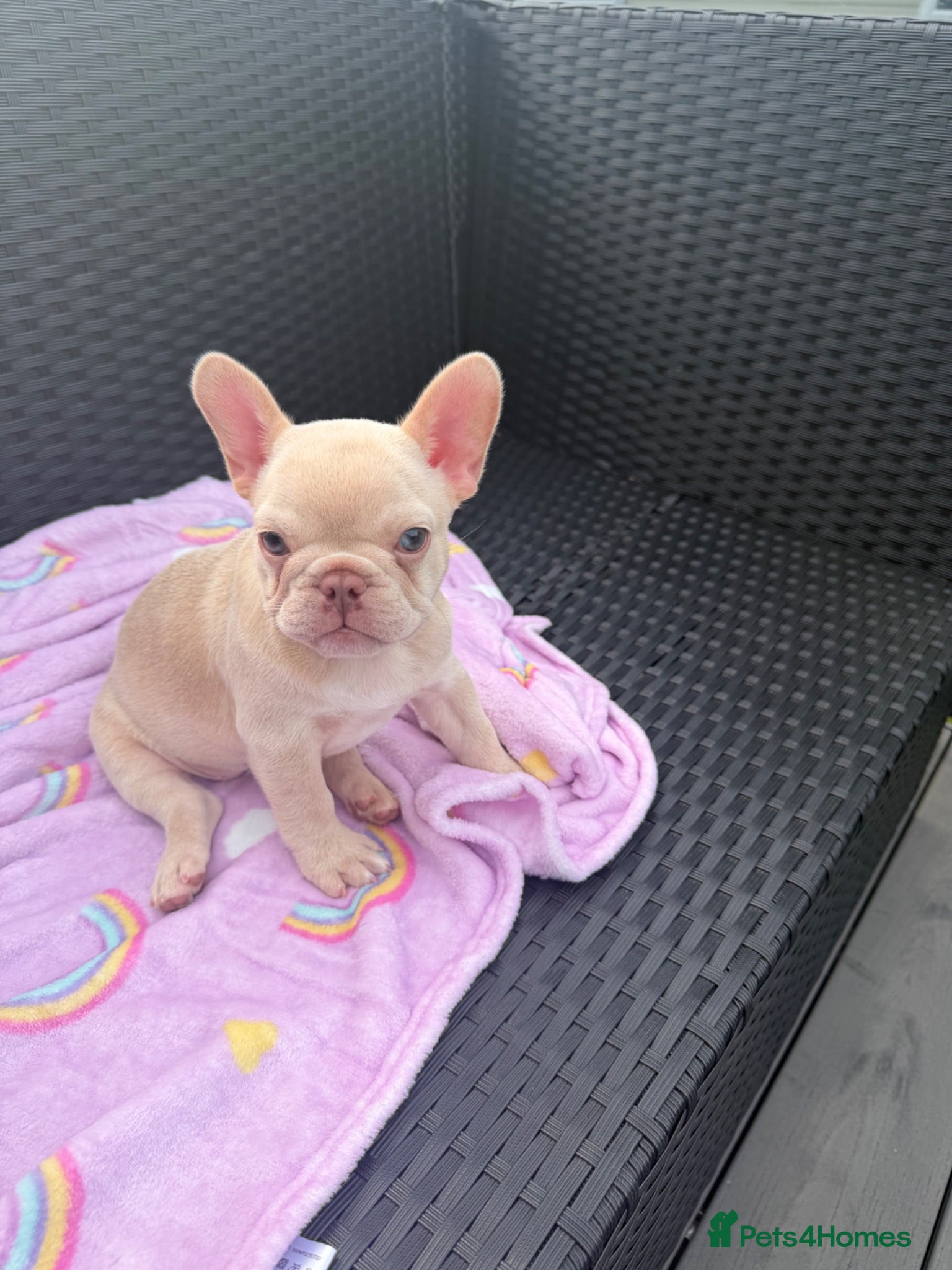 French Bulldog dogs Cream French bulldog girl  - Advert 6