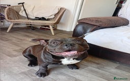 Mixed Breed dogs for sale: Pocket bully  - Image 7