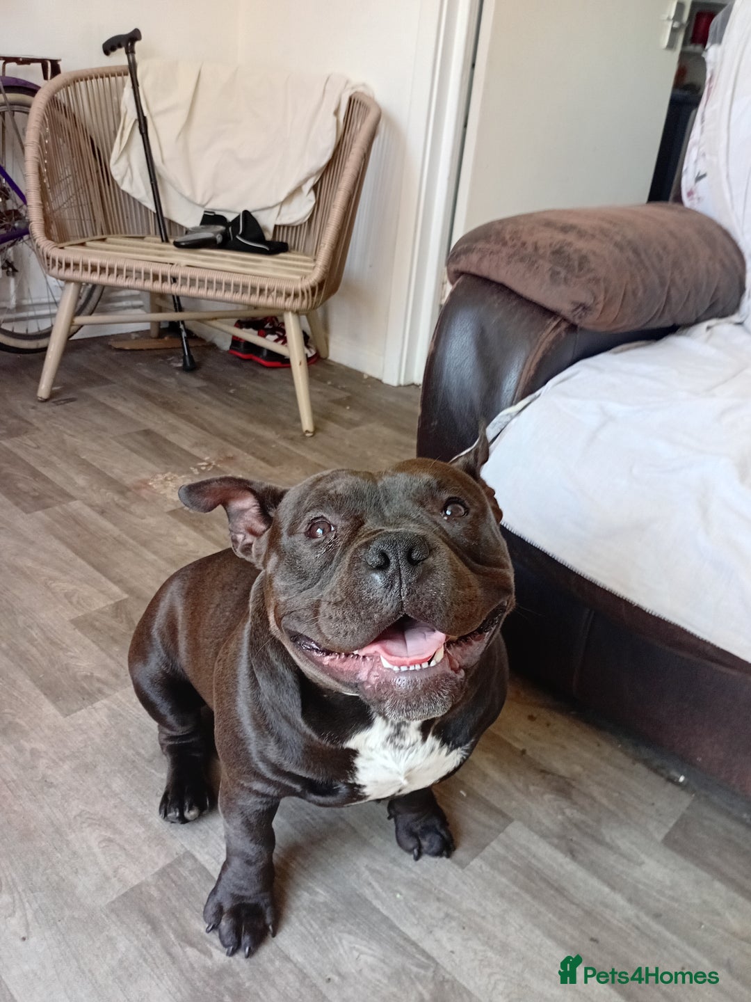 Mixed Breed dogs for sale: Pocket bully  - Image 7