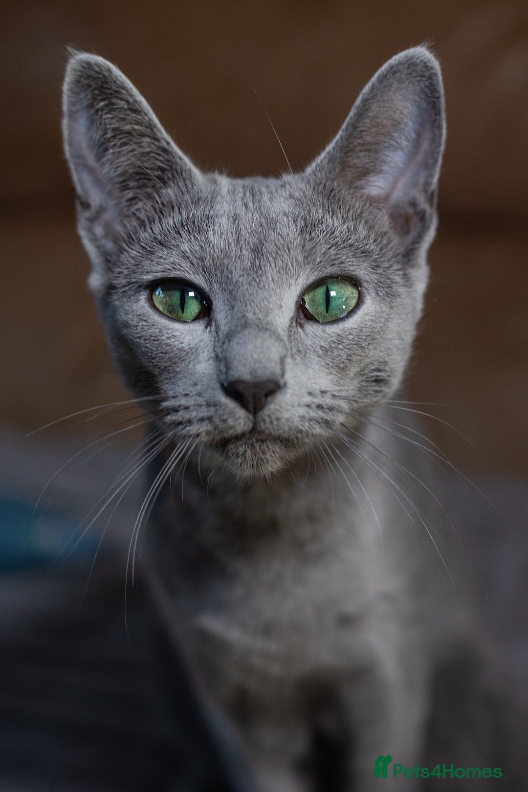 Russian Blue cats for sale: ✨ Exceptional TICA  Russian Blue Kittens Available - Advert 11