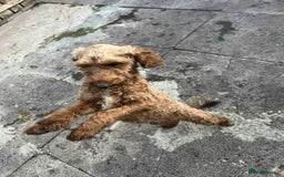 Cockapoo dogs for sale: Cockapoo girl 19 month old  - Image 3