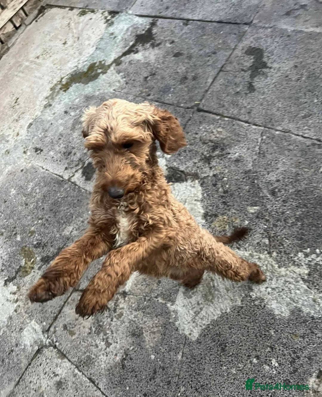 Cockapoo dogs for sale: Cockapoo girl 19 month old  - Image 3