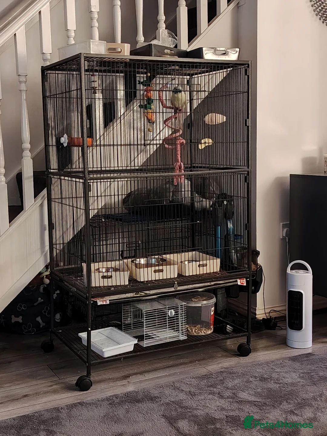Parakeets birds for sale: Blue and teal parakeet kakariki in Leven - Advert 7