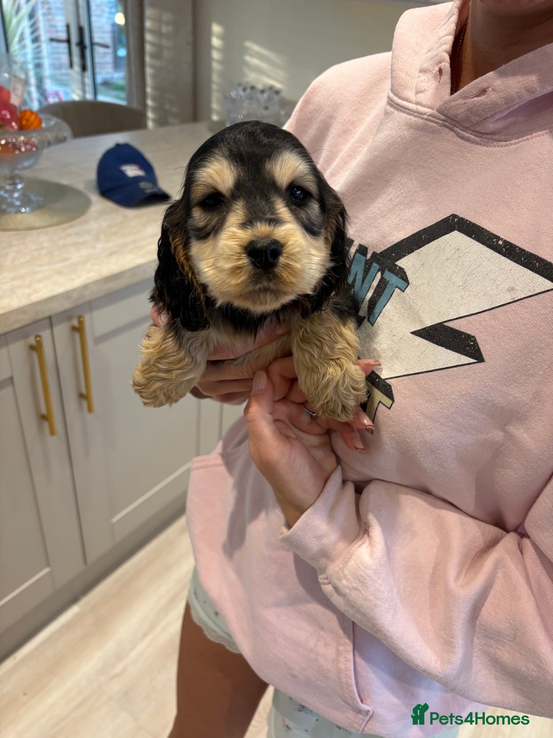 Cocker Spaniel dogs for sale: Stunning show type cocker spaniel puppies  - Advert 9