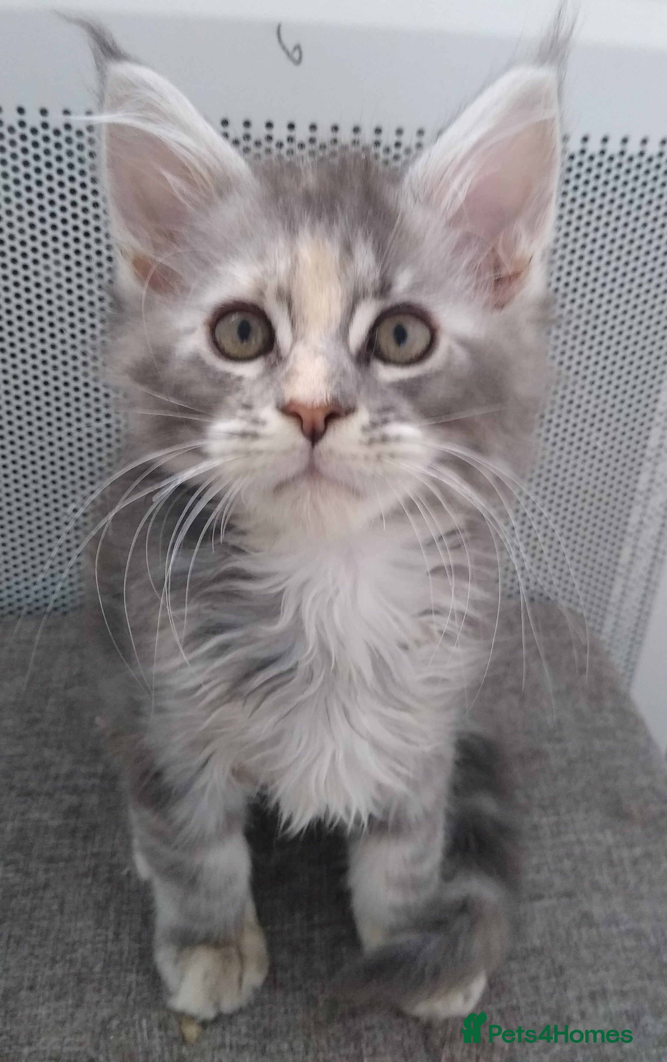 Maine Coon cats Pure breed XXL Maine Coon kittens  - Advert 11