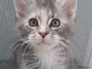 Maine Coon cats Pure breed XXL Maine Coon kittens - Advert 11