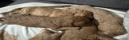 Cavachon dogs for sale: Cavapoochons  in Haverfordwest - Advert 8