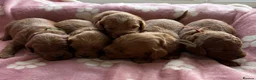Cockapoo dogs for sale: Gorgeous cockerpoo puppies - Advert 9