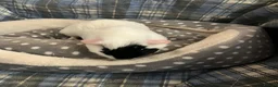 Guinea Pig rodents for sale: Lots of lovely baby guinea pigs for sale - Advert 11