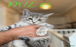 British Shorthair cats for sale: Beautiful British Shorthair Kittens - Ready Now - Advert 4