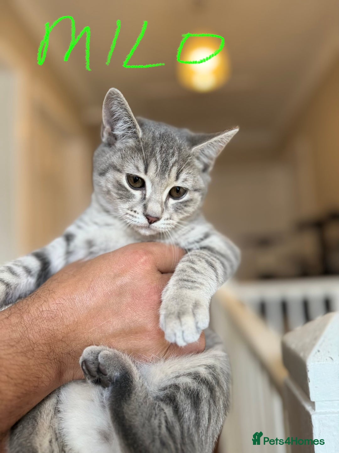 British Shorthair cats for sale: Beautiful British Shorthair Kittens - Ready Now - Advert 4