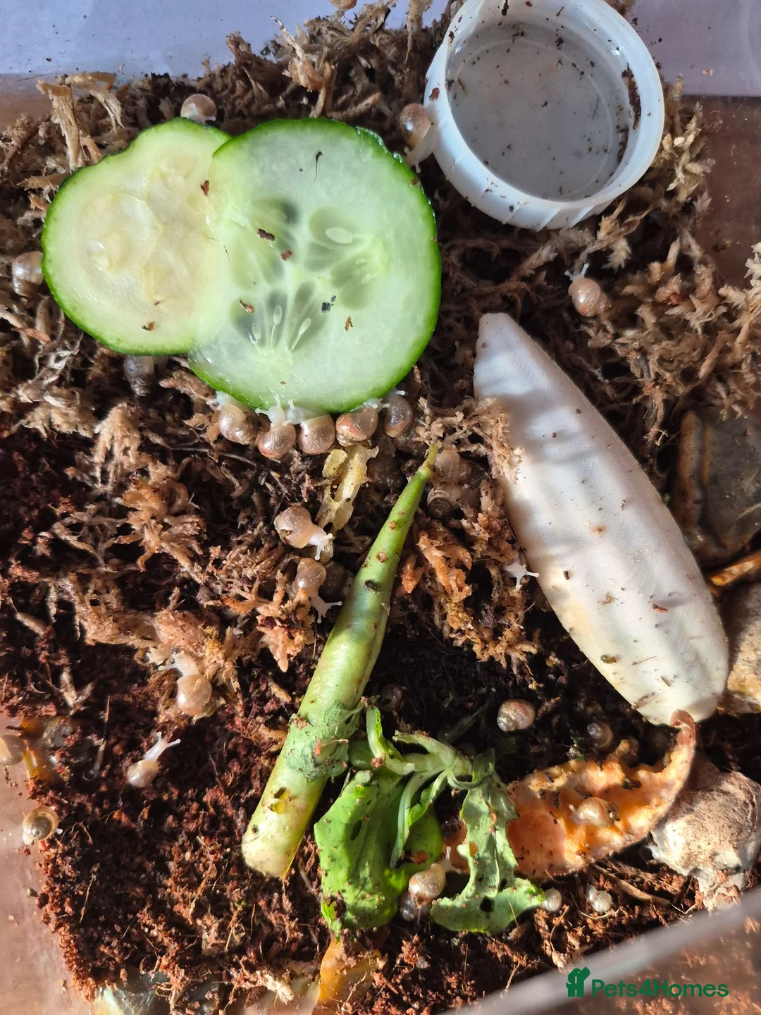 Snails invertebrates for sale: Albino African land snails  in Chichester - Advert 2