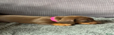 Dachshund Puppy 5