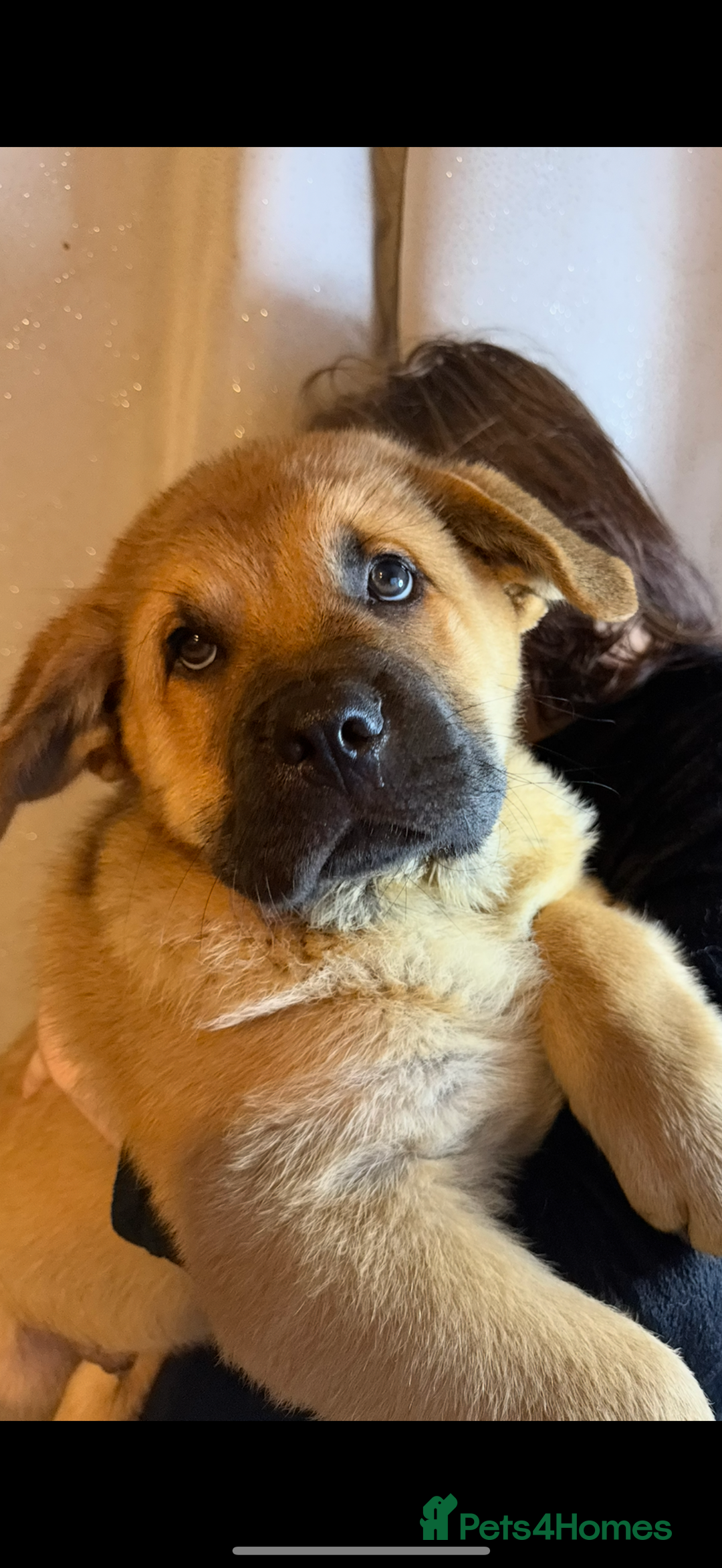 Mixed Breed dogs for sale: Beautiful chow x Newfoundland puppies - Advert 19