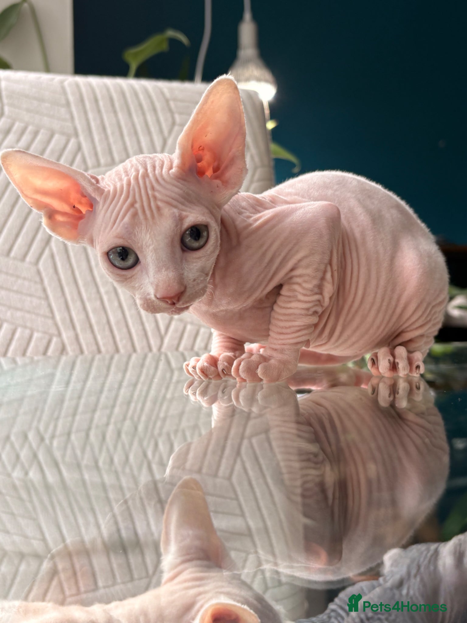 Sphynx cats for sale: Sphynx bambino kittens available 🐈‍⬛🐈 - Advert 20