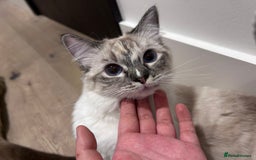 Ragdoll cats for sale: Adorable Ragdoll Looking for a Loving New Home  - Image 2