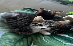 Bengal cats for sale: 2Beautiful kittens Left - Image 9
