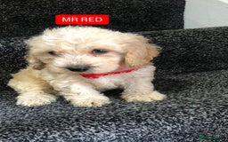 Cockapoo dogs for sale: F1b toy cockapoo puppies - Image 20
