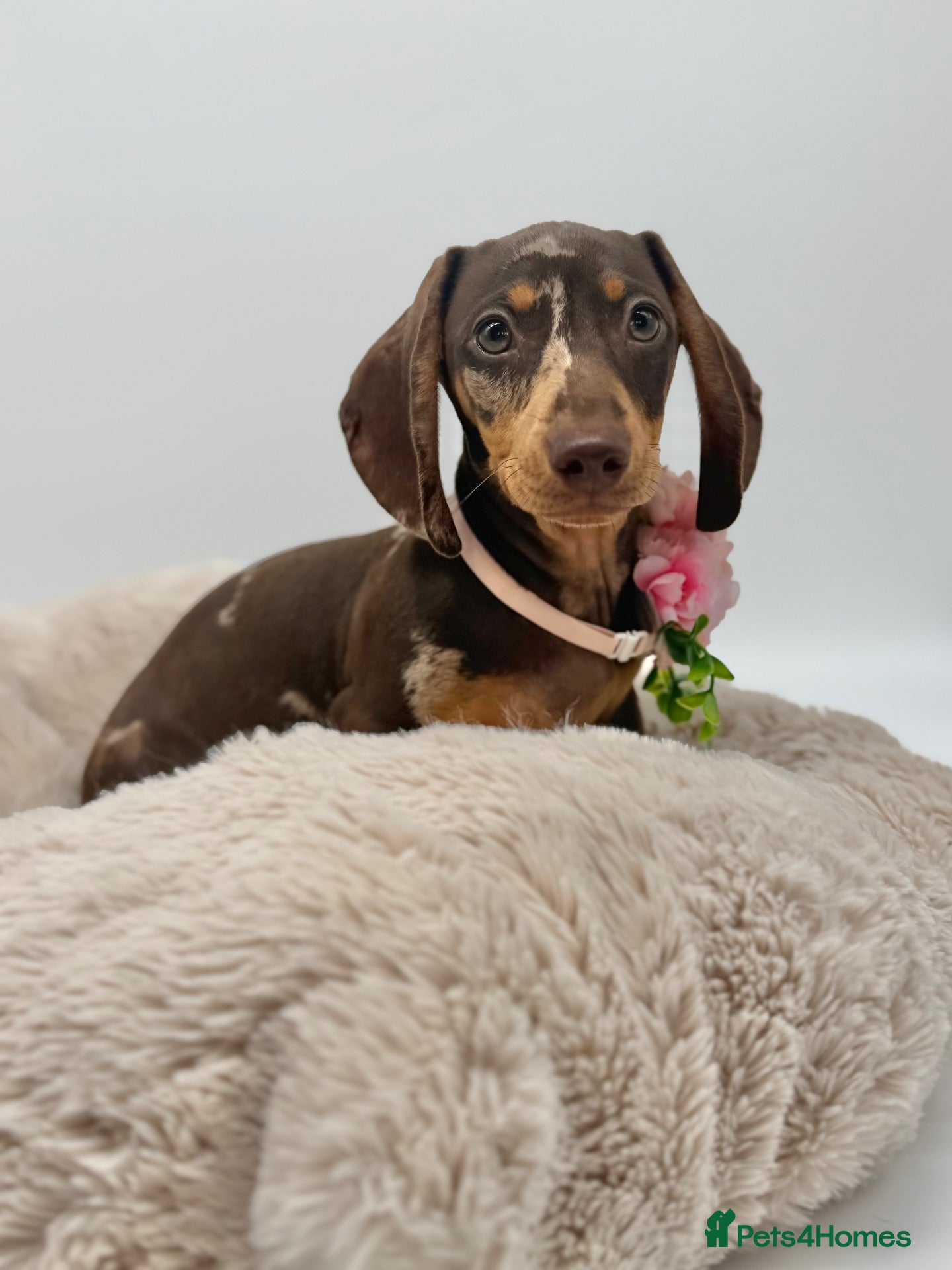 Miniature Dachshund dogs  🐾 READY NOW full panel health clear kc  - Advert 17