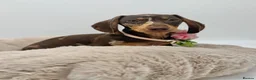 Miniature Dachshund dogs for sale:  🐾 READY NOW full panel health clear kc  - Advert 1