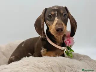 Miniature Dachshund dogs 🐾 READY NOW full panel health clear kc - Advert 17