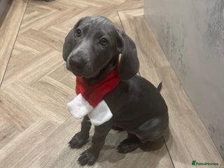 Weimaraner dogs 🐾 KC Weimaraners, ready now 🐾 - Advert 6