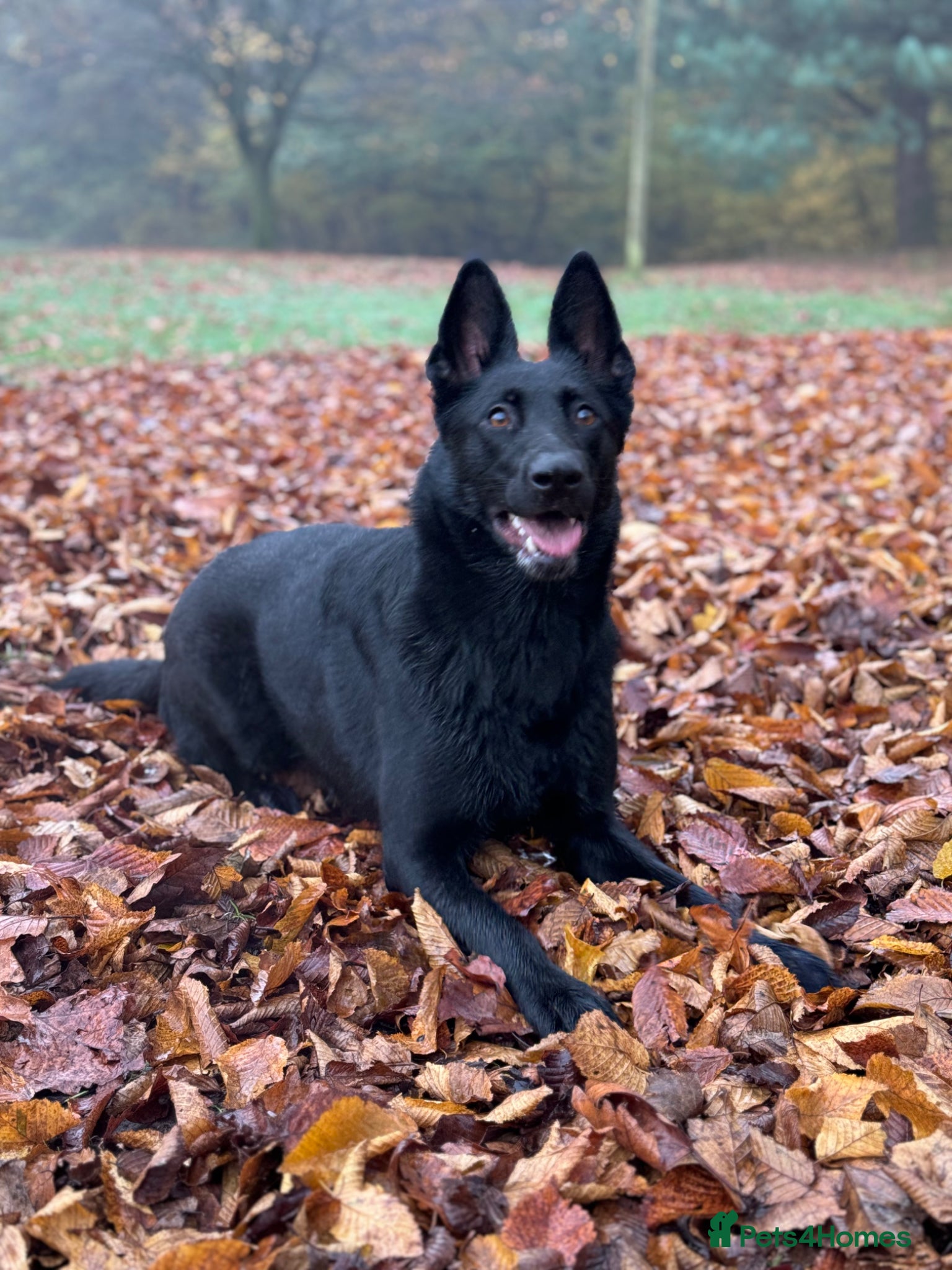 German Shepherd dogs 🐾 German Shepherd Puppies – Due Late May 2026 - Advert 1