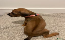 Rhodesian Ridgeback dogs for sale: Pedigree Ridgeback Puppies - READY FOR VIEWING in Scunthorpe - Image 35