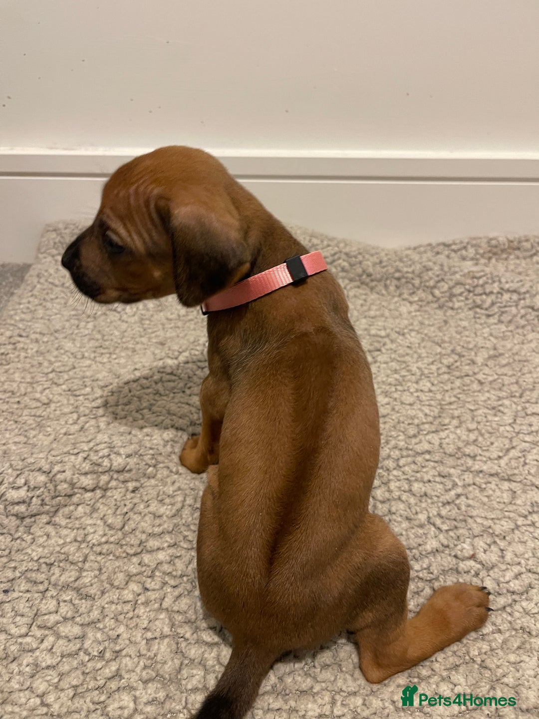 Rhodesian Ridgeback dogs for sale: Pedigree Ridgeback Puppies - READY FOR VIEWING in Scunthorpe - Image 35
