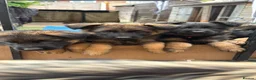 German Shepherd dogs for sale: German shepherd puppies - Advert 18