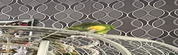 Parrots birds for sale: Double yellow headed Amazon  - Advert 6