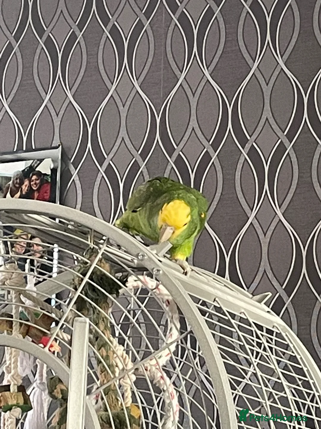 Parrots birds for sale: Double yellow headed Amazon  - Advert 6