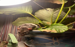 Rat rodents for sale: 2 male rats, friendly  - Image 8