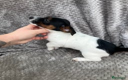 Jack Russell dogs for sale: Jack russel puppy’s  - Image 8