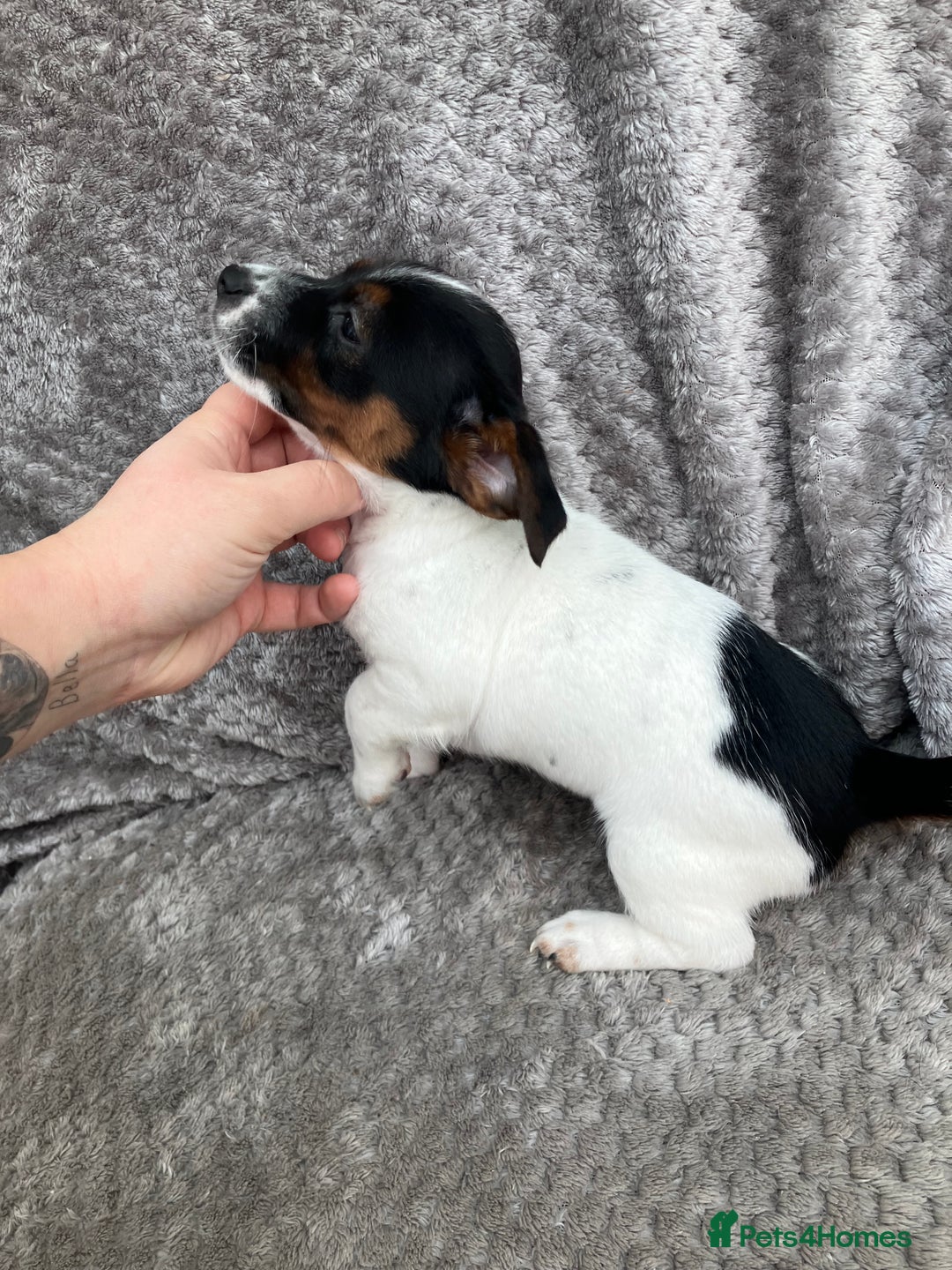 Jack Russell dogs for sale: Jack russel puppy’s  - Image 8