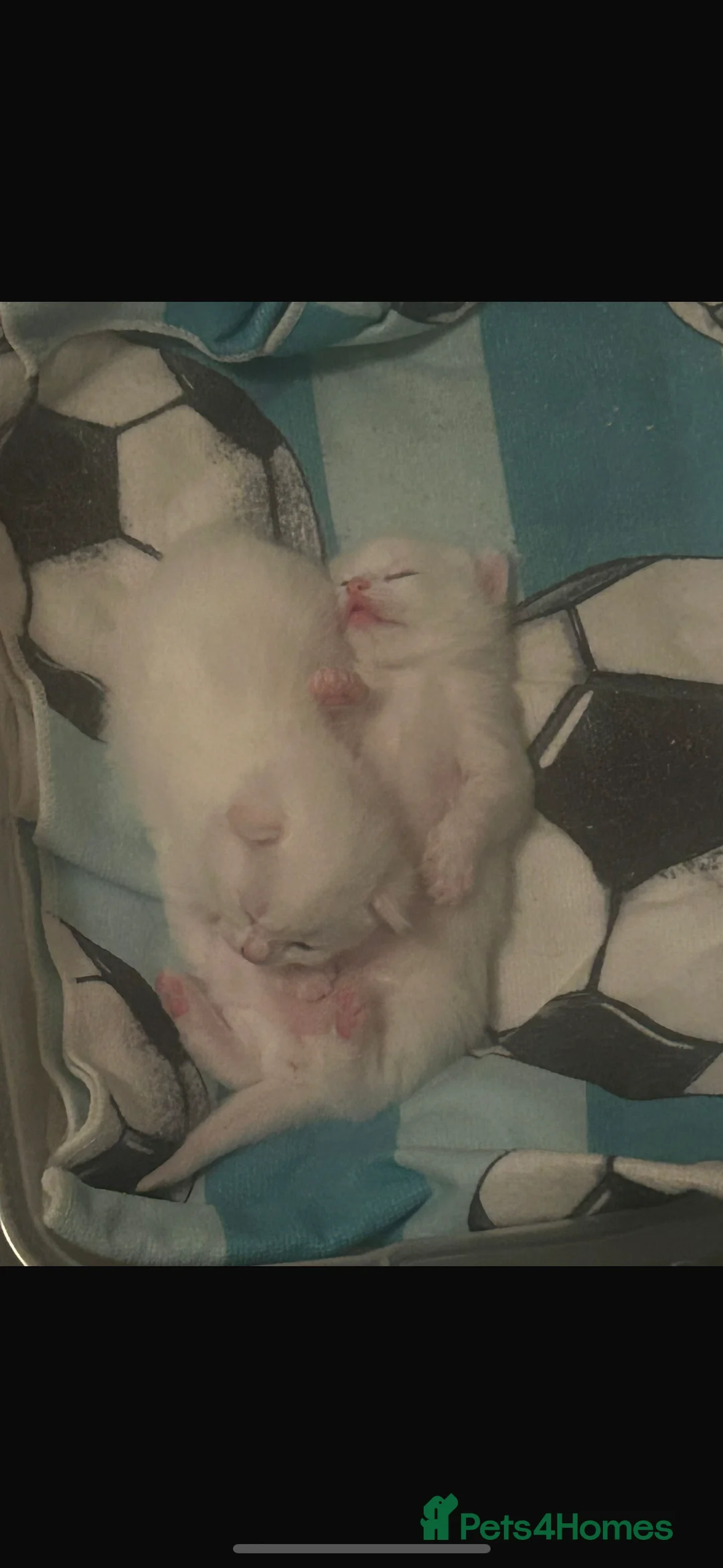 Mixed Breed cats for sale: Male white kittens ready 12.02.26 - Advert 1